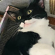 Rizzo joined the competition — help win amazing prizes! cat, tuxedo_cat, yellow_eyes, whiskers, cardboard_scratch_pad, indoor, pet, feline, curious, black_and_white, close_up, relaxing, fur, ears, muzzle, resting, household, domestic_animal, cute, animal