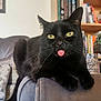 Parker joined the competition — help win amazing prizes! black_cat, cat, tongue_out, yellow_eyes, pet, indoor, living_room, couch, bookshelf, lamp, furniture, whiskers, fur, relaxed, cute, animal, domestic_cat, portrait, funny, close_up