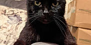 Parker is registered to the contest to win money with this photo: black_cat, cat, claws, feline, indoor, couch, armrest, window, box, pet, animal, whiskers, fur, close_up, portrait, sharp_claws, home, focused, sitting, animal_face