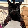 black_cat, cat, claws, feline, indoor, couch, armrest, window, box, pet, animal, whiskers, fur, close_up, portrait, sharp_claws, home, focused, sitting, animal_face