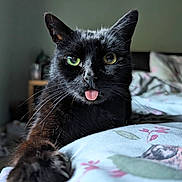 Parker joined the competition — help win amazing prizes! black_cat, cat, tongue_out, paw, bed, floral_sheets, close_up, pet, animal, whiskers, green_eyes, cute, indoor, fur, playful, domestic_cat, claws, relaxed, bedroom, feline