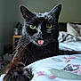 black_cat, cat, tongue_out, paw, bed, floral_sheets, close_up, pet, animal, whiskers, green_eyes, cute, indoor, fur, playful, domestic_cat, claws, relaxed, bedroom, feline
