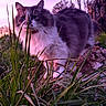 Rox participe au concours pour gagner de l'argent avec cette photo : animal, cat, closeup, evening, feline, field, fluffy, fur, grass, mammal, nature, outdoor, pink_sky, plant, purple_sky, rock, sunset, tree, whiskers, wildlife