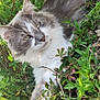 Rox participe au concours pour gagner de l'argent avec cette photo : animal, cat, closeup, eyes, fluffy, fur, garden, gray, greenery, laying, mammal, nature, outdoor, pet, plants, relaxed, sunlight, whiskers, white, wildlife