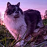 Rox a rejoint le concours — aidez-le/la à gagner de superbes lots ! animal, cat, ears, feline, fluffy, fur, grass, log, majestic, mammal, nature, outdoor, paw, pet, pink_sky, purple_sky, sunset, twilight, whiskers, wildlife