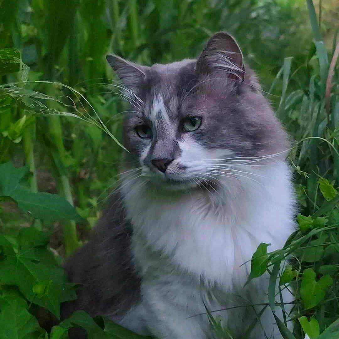 Rox participe au concours pour gagner de l'argent avec cette photo : angora, animal, cat, face, flower, grass, green, herbal, herbs, jungle, kitten, leaf, nature, outdoors, pet, petal, plant, pottedplant, soil, vegetation