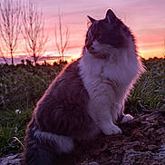 Rox a rejoint le concours — aidez-le/la à gagner de superbes lots ! animal, bare_tree, cat, evening, fluffy, fur, grass, log, nature, outdoor, peaceful, pet, pink_sky, profile_view, purple_sky, scenic, sitting, sunset, tree, twilight
