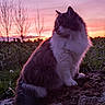 animal, bare_tree, cat, evening, fluffy, fur, grass, log, nature, outdoor, peaceful, pet, pink_sky, profile_view, purple_sky, scenic, sitting, sunset, tree, twilight