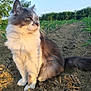Rox participe au concours pour gagner de l'argent avec cette photo : animal, calm, cat, daylight, dirt, field, fluffy, fur, golden_hour, greenery, nature, outdoor, pet, plants, portrait, sitting, sunlight, tail, tree, whiskers