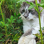Rox a rejoint le concours — aidez-le/la à gagner de superbes lots ! animal, cat, closeup, cute, feline, fur, garden, grass, greenery, leaf, nature, outdoor, paws, pet, plants, portrait, relaxed, resting, whiskers, wildlife