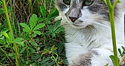 Rox a rejoint le concours — aidez-le/la à gagner de superbes lots ! animal, cat, closeup, cute, feline, fur, garden, grass, greenery, leaf, nature, outdoor, paws, pet, plants, portrait, relaxed, resting, whiskers, wildlife