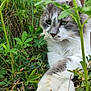 animal, cat, closeup, cute, feline, fur, garden, grass, greenery, leaf, nature, outdoor, paws, pet, plants, portrait, relaxed, resting, whiskers, wildlife