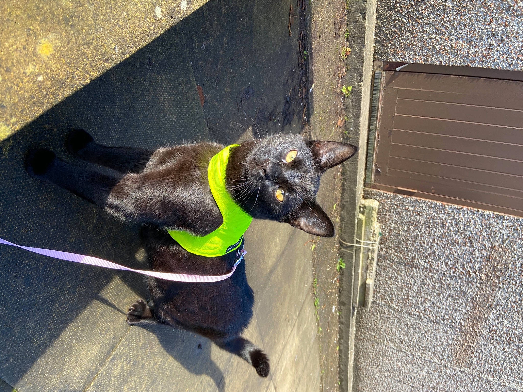 Vlad is registered to the contest to win money with this photo: asphalt, canidae, carnivore, collar, companion_dog, concrete, dog, dog_breed, dog_collar, dog_supply, leash, outdoor_bench, pet_supply, road_surface, shadow, sidewalk, sporting_group, tail, working_animal, working_dog