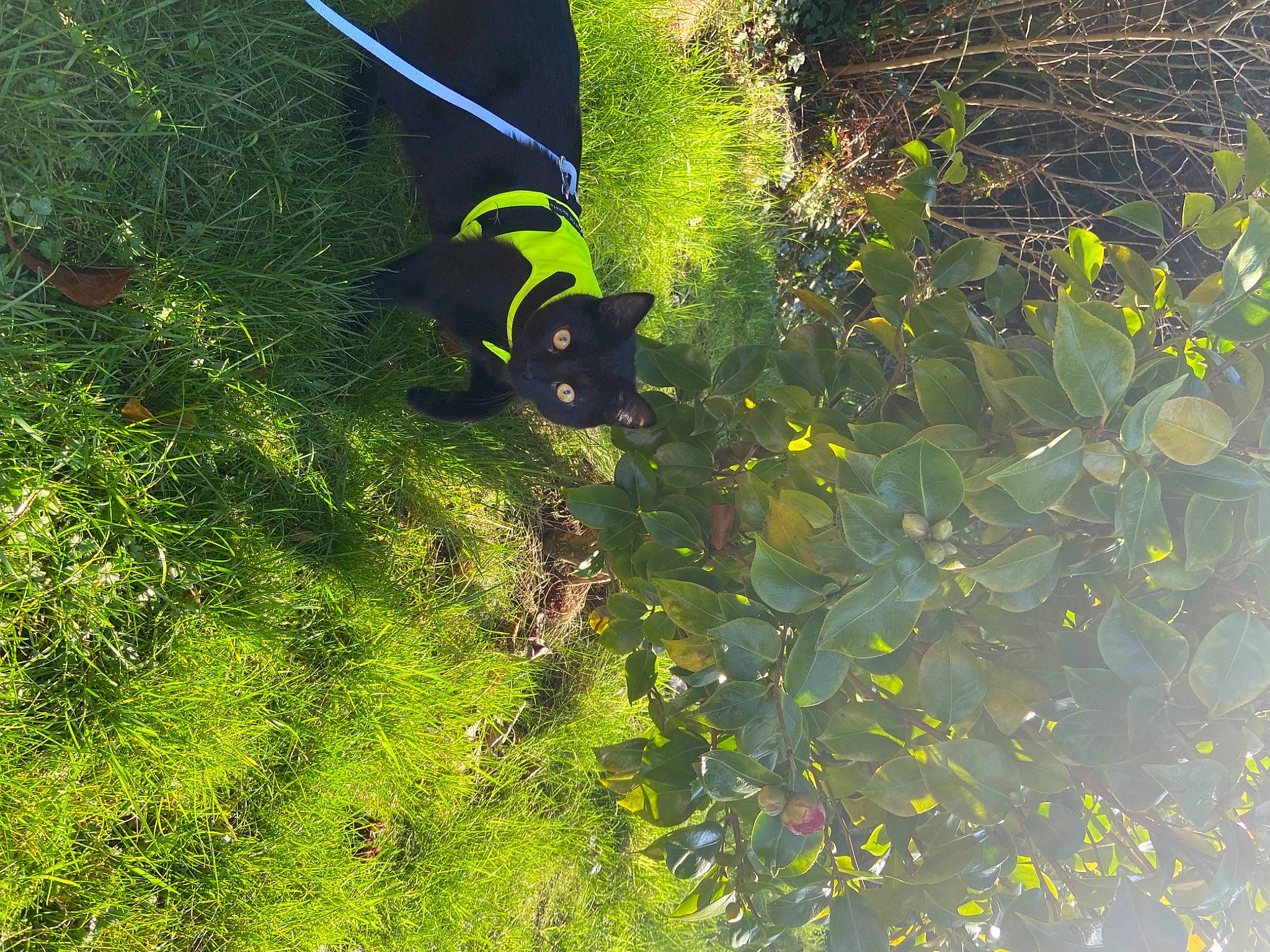 Vlad joined the competition — help win amazing prizes! aquatic_plant, biome, botany, carnivore, fish, grass, groundcover, landscape, marine_biology, non_vascular_land_plant, people_in_nature, plant, shadow, shrub, sunlight, tail, terrestrial_plant, vegetation, water, wildlife