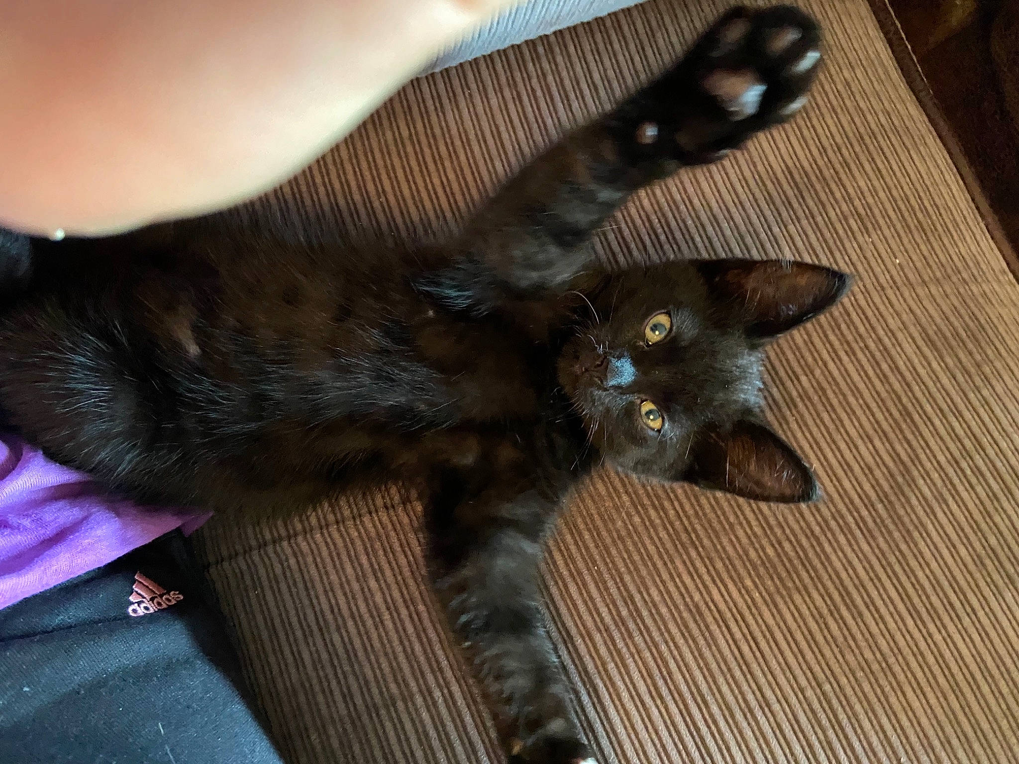 Vlad joined the competition — help win amazing prizes! black_cat, bombay, carnivore, cat, claw, close_up, comfort, domestic_short_haired_cat, fawn, felidae, fur, havana_brown, iris, mammal, paw, plant, small_to_medium_sized_cats, snout, tail, whiskers