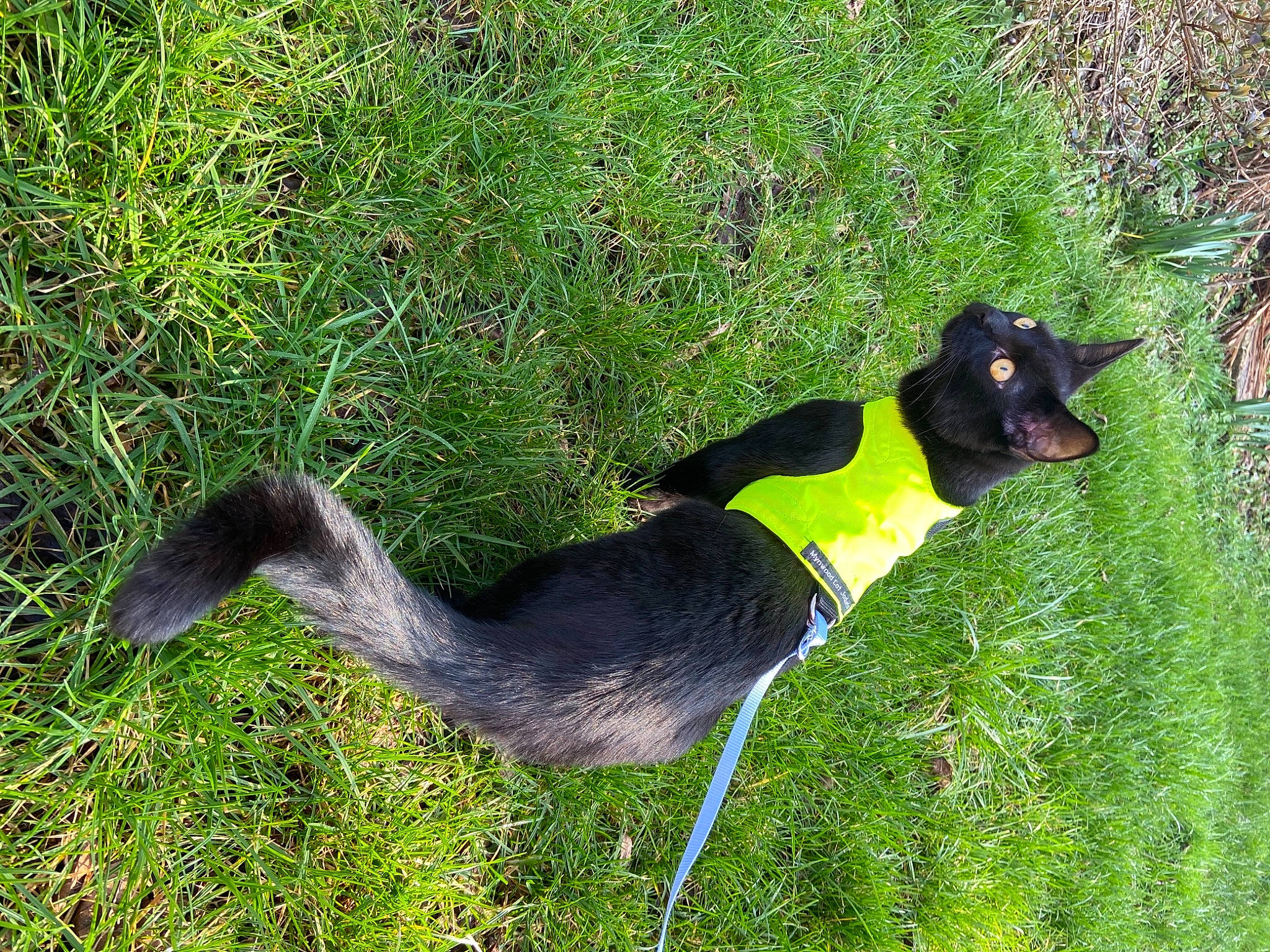 Vlad joined the competition — help win amazing prizes! art, beak, canidae, carnivore, companion_dog, dog, dog_breed, flightless_bird, grass, grass_family, grassland, groundcover, lawn, meadow, pasture, plant, sporting_group, tail, terrestrial_animal, working_animal