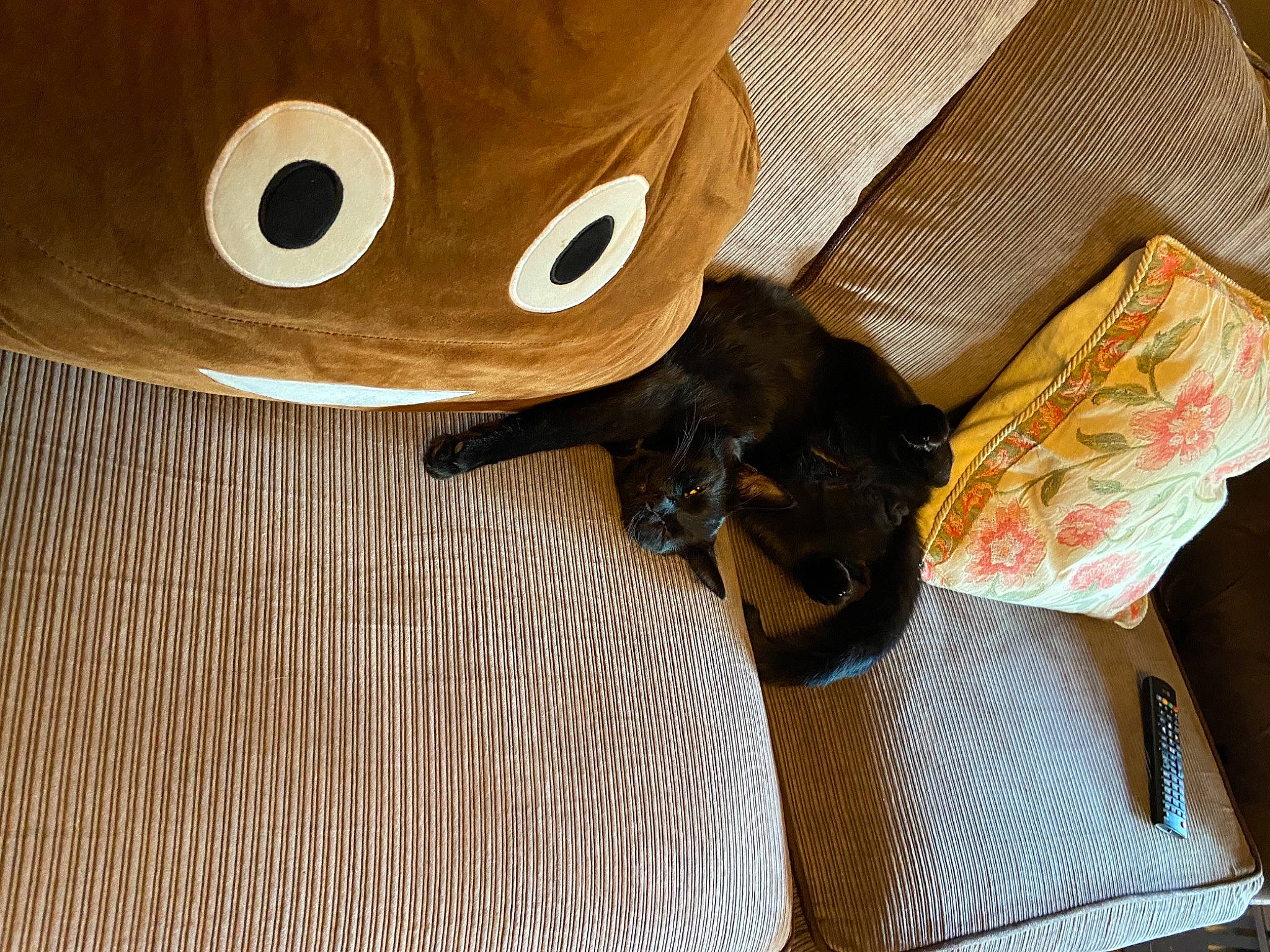 Vlad is registered to the contest to win money with this photo: bedding, carmine, carnivore, cat, comfort, companion_dog, dog_breed, fawn, felidae, fur, linens, mammal, room, small_to_medium_sized_cats, snout, teddy_bear, textile, toy, whiskers, wood