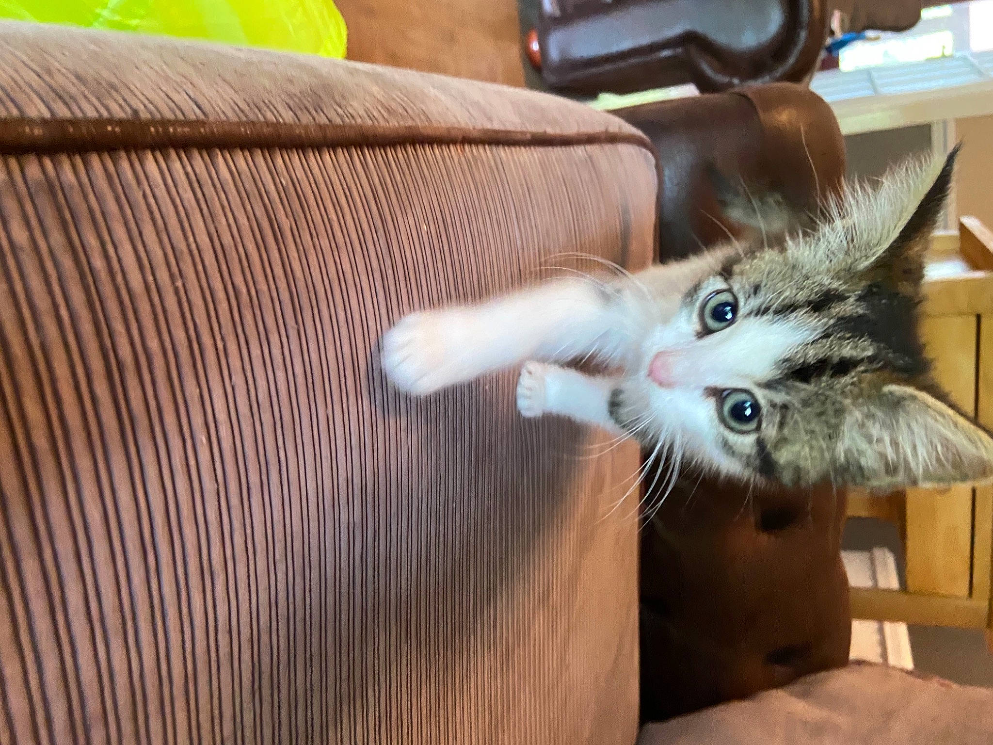 Elvis is registered to the contest to win money with this photo: camera, carnivore, cat, claw, comfort, domestic_short_haired_cat, felidae, flooring, fur, nail, pattern, paw, photography, single_lens_reflex_camera, small_to_medium_sized_cats, snout, tail, video_camera, whiskers, wood