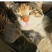 Rita participe au concours pour gagner de l'argent avec cette photo : cat, sleeping, closeup, paw, whiskers, fur, sunlight, cozy, pet, animal, relaxed, pink_nose, tabby, indoor, resting, cute, feline, comfort, soft, face