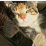 cat, sleeping, closeup, paw, whiskers, fur, sunlight, cozy, pet, animal, relaxed, pink_nose, tabby, indoor, resting, cute, feline, comfort, soft, face