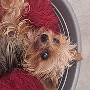 Fanel a rejoint le concours — aidez-le/la à gagner de superbes lots ! biewer_terrier, canidae, carnivore, companion_dog, dog, dog_breed, dog_supply, fawn, firefighter, fur, liver, maltepoo, pet_supply, small_terrier, snout, sporting_group, toy_dog, wheel, working_animal, yorkipoo