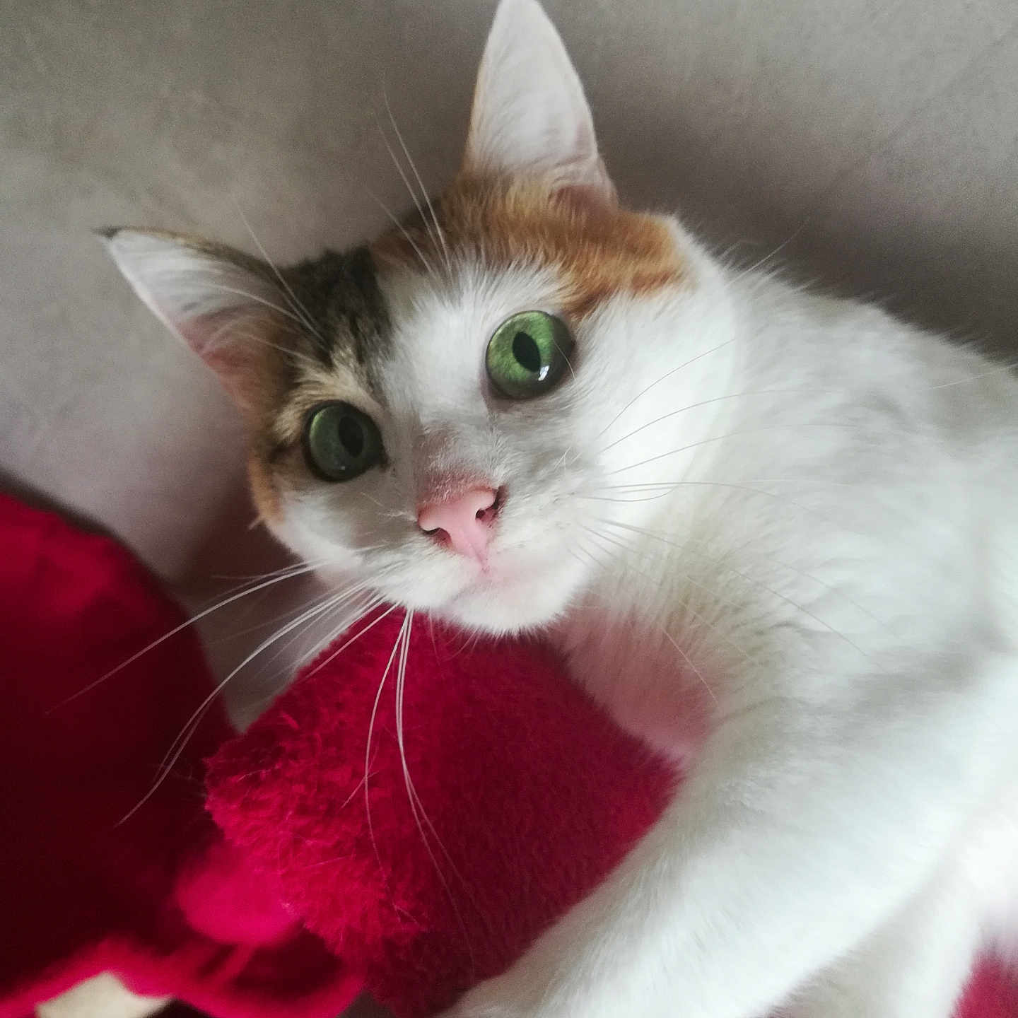 Scintille participe au concours pour gagner de l'argent avec cette photo : abyssinian, angora, animal, blanket, cat, kitten, manx, pet, plush, siamese, towel, toy