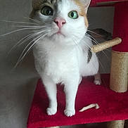 Scintille participe au concours pour gagner de l'argent avec cette photo : abyssinian, accessories, angora, animal, applique, armchair, cat, chair, doll, furniture, kitten, manx, pattern, pet, plywood, shelf, siamese, strap, toy, wood