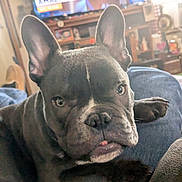 Nico Jax is registered to the contest to win money with this photo: dog, french_bulldog, pet, close_up, portrait, ears, nose, eyes, tongue, paw, black_fur, wrinkles, blanket, sofa, tv, living_room, home_interior, furniture, cute, relaxed