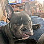 dog, french_bulldog, pet, close_up, portrait, ears, nose, eyes, tongue, paw, black_fur, wrinkles, blanket, sofa, tv, living_room, home_interior, furniture, cute, relaxed