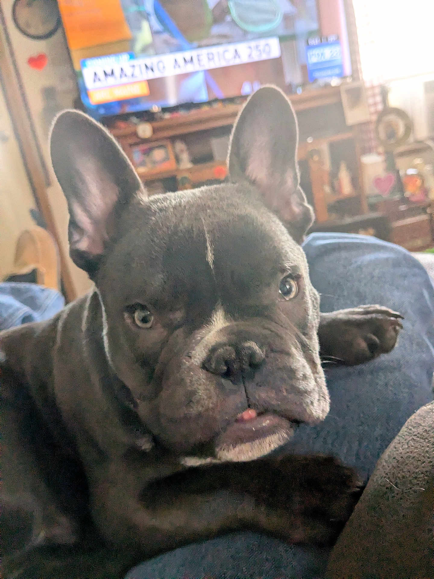 Nico Jax is registered to the contest to win money with this photo: dog, french_bulldog, pet, close_up, portrait, ears, nose, eyes, tongue, paw, black_fur, wrinkles, blanket, sofa, tv, living_room, home_interior, furniture, cute, relaxed