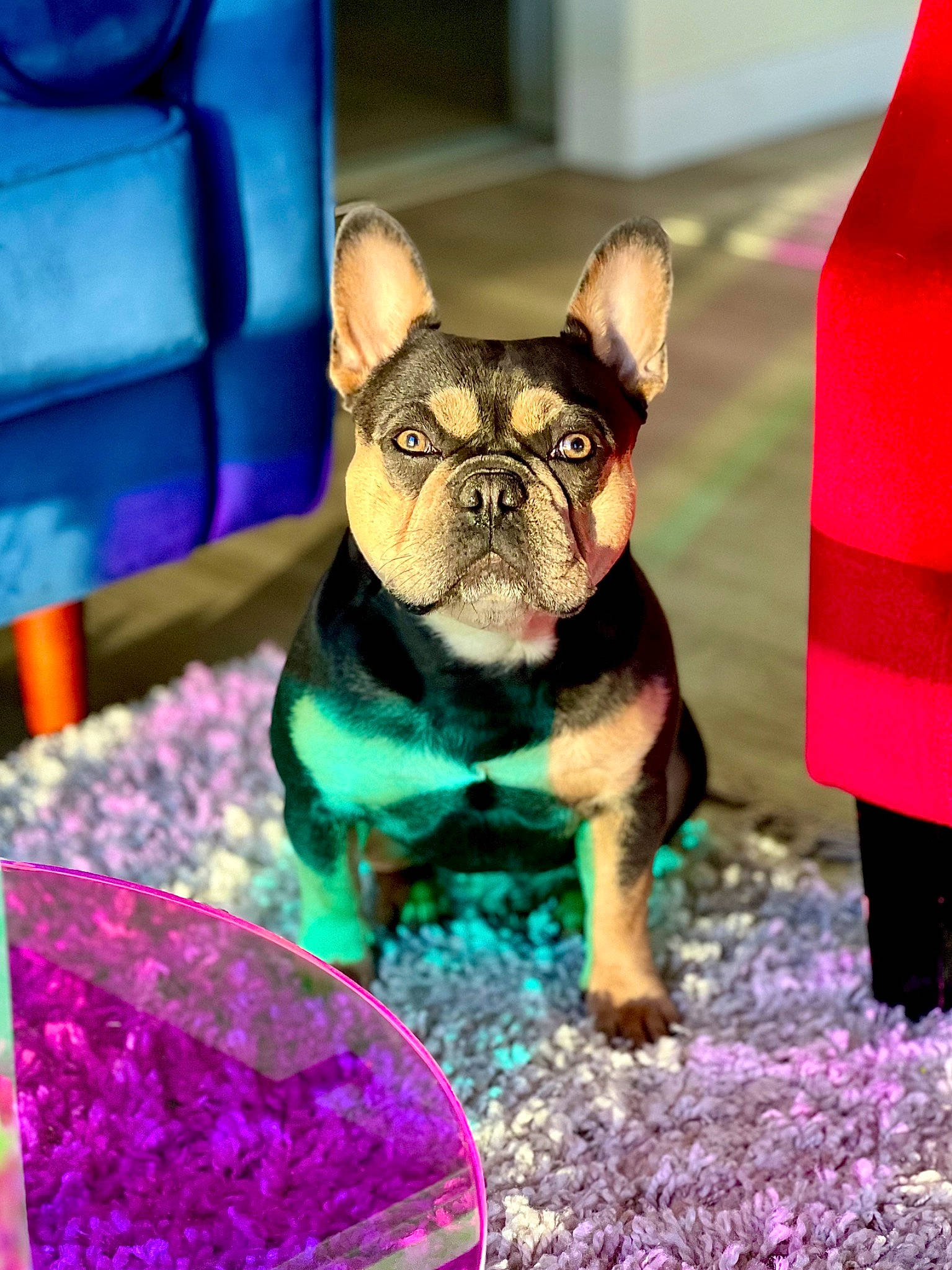Barbeque is registered to the contest to win money with this photo: bulldog, canidae, carnivore, companion_dog, dog, dog_breed, ear, fawn, french_bulldog, grass, magenta, pink, plant, purple, snout, sporting_group, terrestrial_animal, toy_dog, whiskers, working_animal