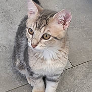 Simba participe au concours pour gagner de l'argent avec cette photo : cat, kitten, tabby, pet, animal, feline, ears, whiskers, fur, paws, floor, tile, young, cute, alert, sitting, indoor, closeup, mammal, domestic