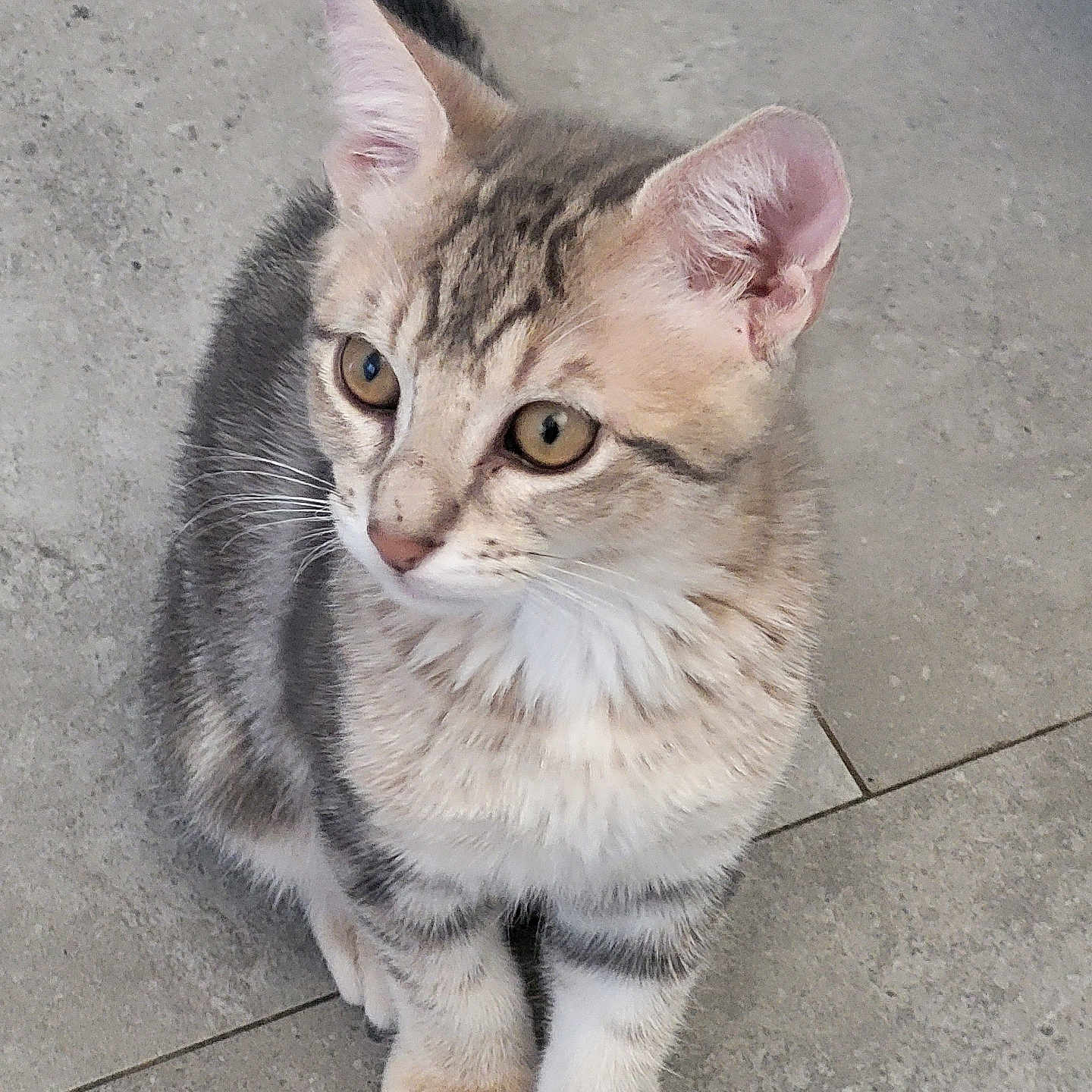 Simba