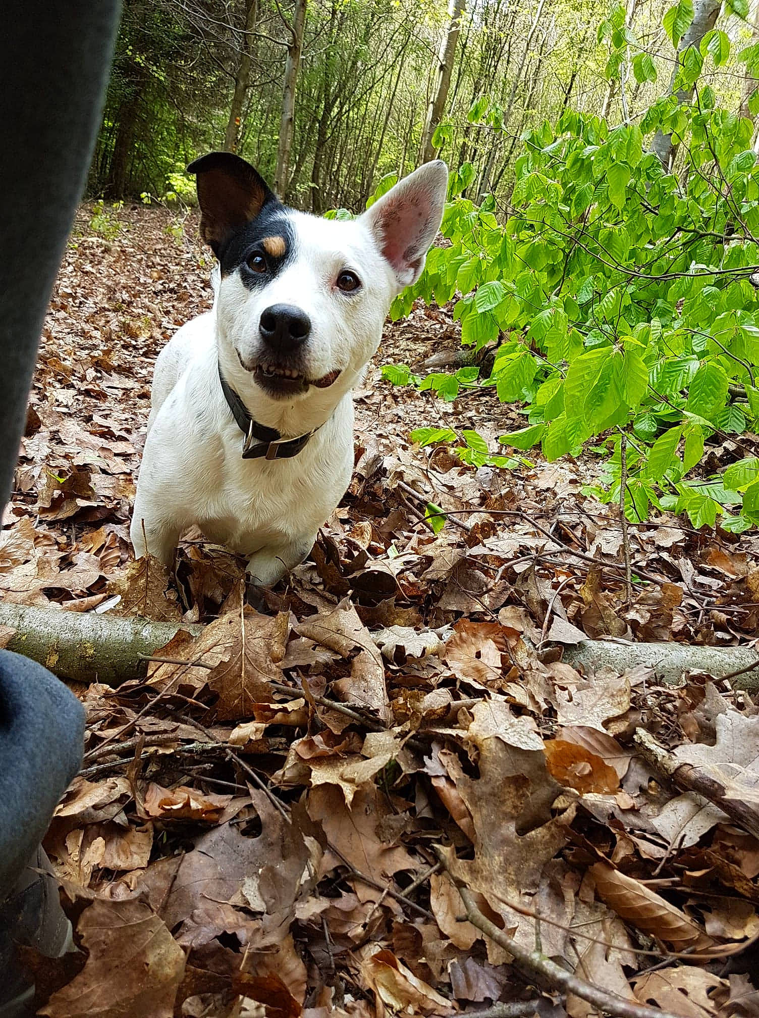 Hoggy participe au concours pour gagner de l'argent avec cette photo : adventure, canidae, carnivore, companion_dog, dog, dog_breed, fawn, forest, grass, groundcover, plant, snout, soil, sporting_group, tail, terrestrial_animal, terrestrial_plant, tree, woodland, working_animal
