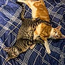 Gizmo is registered to the contest to win money with this photo: cat, cats, bed, blue_bedspread, striped_cat, orange_cat, sleeping, resting, pets, fur, cute, animal, indoor, cozy, domestic_animal, tabby, whiskers, tail, relaxing, sleep
