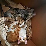 Gizmo is registered to the contest to win money with this photo: cat, cats, tabby_cat, orange_cat, cardboard_box, crumpled_paper, indoor, pet, animal, feline, cute, relaxed, looking_up, two_animals, brown, cozy, resting, companion, curious, playful