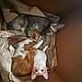 animal, brown, cardboard_box, cat, cats, companion, cozy, crumpled_paper, curious, cute, feline, indoor, looking_up, orange_cat, pet, playful, relaxed, resting, tabby_cat, two_animals