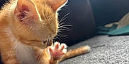 Fawkes joined the competition — help win amazing prizes! kitten, cat, orange_cat, paw, fur, whiskers, indoor, carpet, cute, pet, animal, feline, young, small, grooming, closeup, soft_light, domestic, mammal, playful