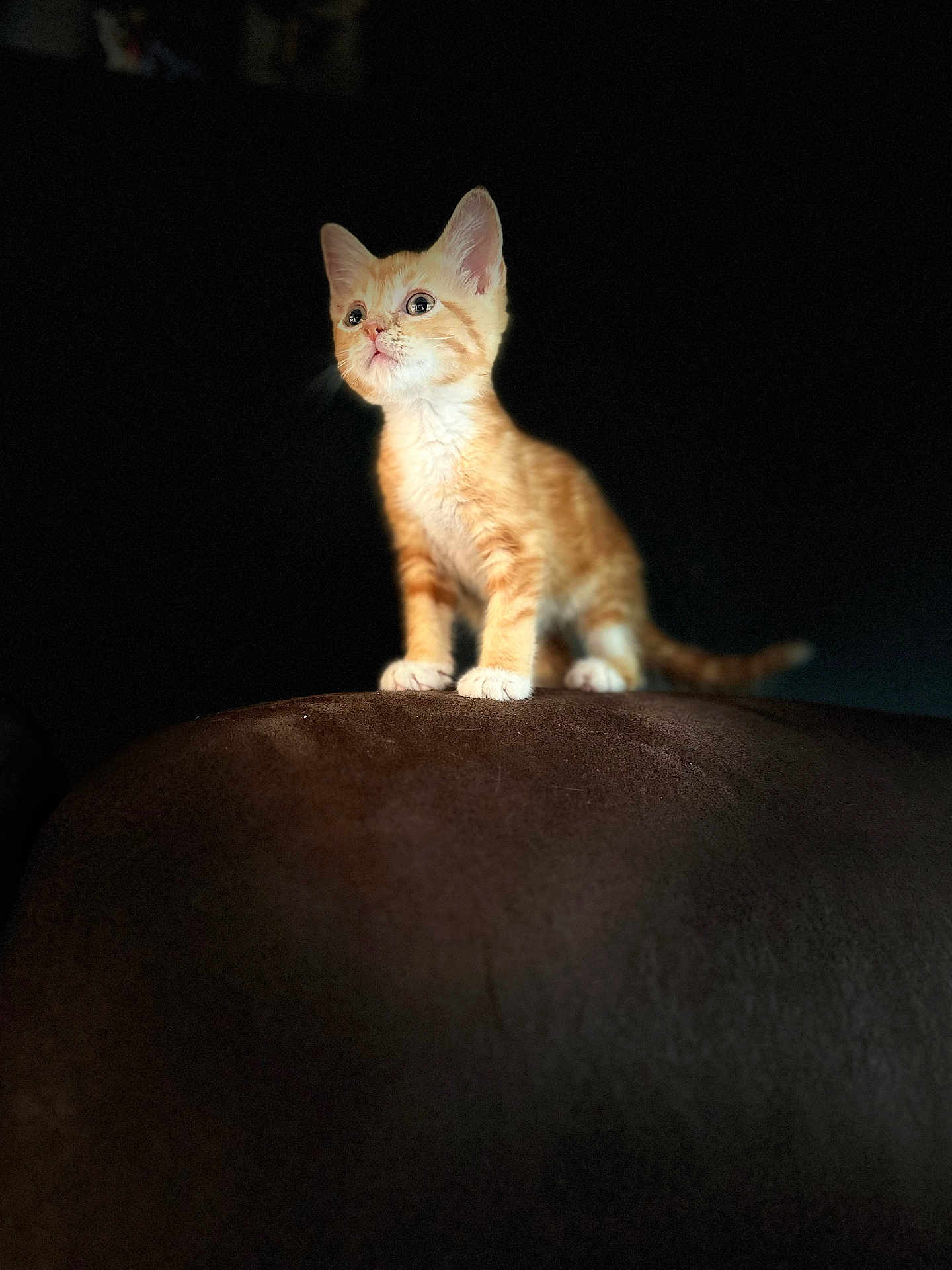 Fawkes is registered to the contest to win money with this photo: kitten, cat, orange_tabby, pet, animal, feline, young_animal, curious, standing, indoor, soft_light, dark_background, close_up, cute, small, whiskers, ears, paws, tail, portrait
