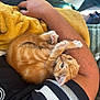 Fawkes is registered to the contest to win money with this photo: kitten, cat, orange_cat, pet, animal, furry, paw, person, arm, tattoo, blanket, fabric, clothing, casual, resting, indoor, closeup, cute, relaxing, soft