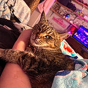 Rosie is registered to the contest to win money with this photo: cat, tabby_cat, pet, indoor, blanket, human_arm, cuddling, cozy, whiskers, green_eyes, fur, collar, closeup, bedding, bedroom, soft_lighting, shelf, television, furniture, relaxing