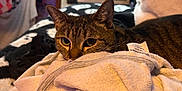 Rosie is registered to the contest to win money with this photo: cat, tabby_cat, pet, towel, blanket, bed, indoor, window, air_conditioner, cozy, whiskers, ears, eyes, resting, household, fabric, tag, soft_texture, portrait, furniture