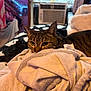 cat, tabby_cat, pet, towel, blanket, bed, indoor, window, air_conditioner, cozy, whiskers, ears, eyes, resting, household, fabric, tag, soft_texture, portrait, furniture