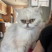 Margot participe au concours pour gagner de l'argent avec cette photo : cat, persian_cat, white_cat, fluffy, long_hair, pet, animal, grumpy, serious_expression, green_eyes, whiskers, portrait, close_up, indoor, kitchen, home, human, sitting, fur, photography