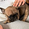 dog, french_bulldog, puppy, pet, sleepy, sad_expression, wrinkled_face, short_muzzle, pointed_ears, brown_coat, indoor, couch, lap, human_hand, petting, cuddling, close_up, portrait, casual_clothing, italy_text
