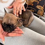 Onyx a rejoint le concours — aidez-le/la à gagner de superbes lots ! puppy, dog, french_bulldog, sleeping, sleepy, pet, animal, face, ears, paws, person, hand, petting, lap, clothing, indoor, cozy, nap, cute, portrait