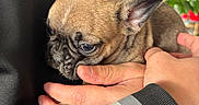 Onyx a rejoint le concours — aidez-le/la à gagner de superbes lots ! dog, puppy, french_bulldog, pet, animal, brown_fur, portrait, close_up, side_profile, ears, eyes, muzzle, being_held, hands, cuddling, indoor, houseplant, clothing, cute, photography
