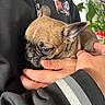 dog, puppy, french_bulldog, pet, animal, brown_fur, portrait, close_up, side_profile, ears, eyes, muzzle, being_held, hands, cuddling, indoor, houseplant, clothing, cute, photography