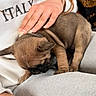puppy, dog, sleeping, small_dog, brown_fur, short_coat, pet, animal, lap, human_hand, cuddling, indoors, close_up, portrait, relaxed, sitting, gray_clothing, white_shirt, blanket, cozy