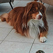 Vitou a rejoint le concours — aidez-le/la à gagner de superbes lots ! animal, brown, closeup, companion, curious, cute, dog, floor, fur, home, indoor, living_room, pet, quiet, resting, shell, slow, tile, turtle, white